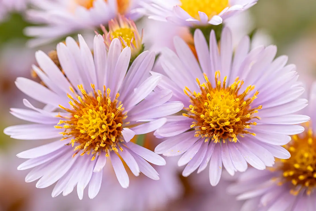 Aster ericoides